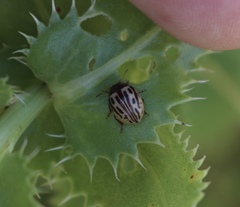 Zygogramma heterothecae