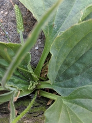 Plantago