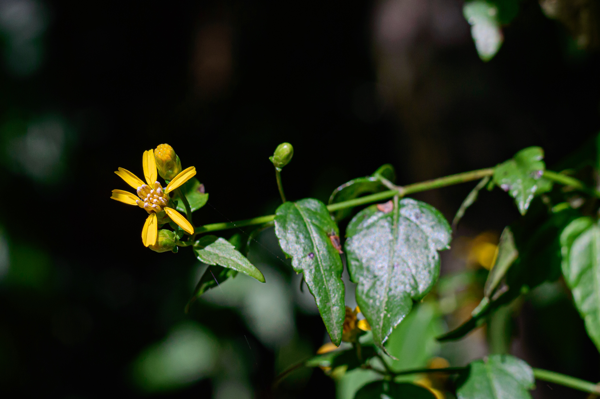 Imagem de Arnica