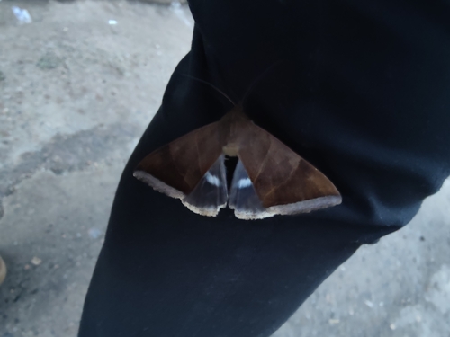 White-underwing Artena