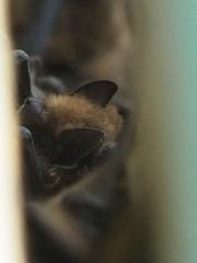 Pipistrellus pygmaeus
