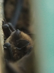 Pipistrellus pygmaeus