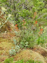 Castilleja hispida hispida