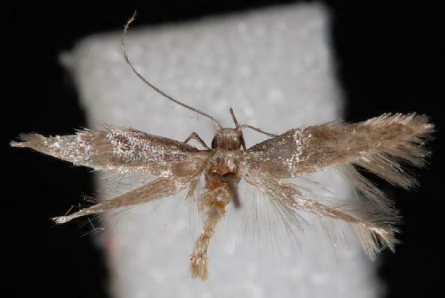 Appleleaf Trumpet Miner