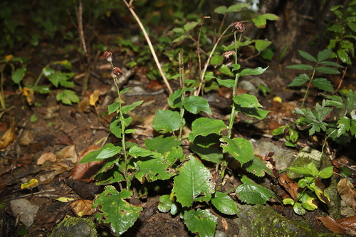Saussurea tanakae iNat (1)