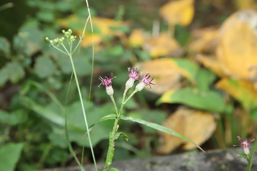 Tall woolly saussurea (Saussurea tanakae)