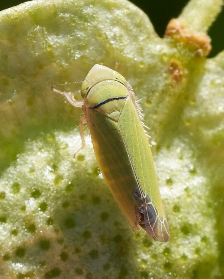 Gloridonus
