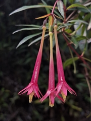 Fuchsia simplicicaulis