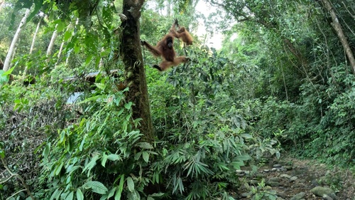 Sumatran orangutan