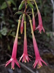 (c) Jhon A. Yuca-Palomino, some rights reserved (CC BY) Fuchsia simplicicaulis, photograph (c) Jhon A. Yuca-Palomino, some rights reserved (CC BY)
