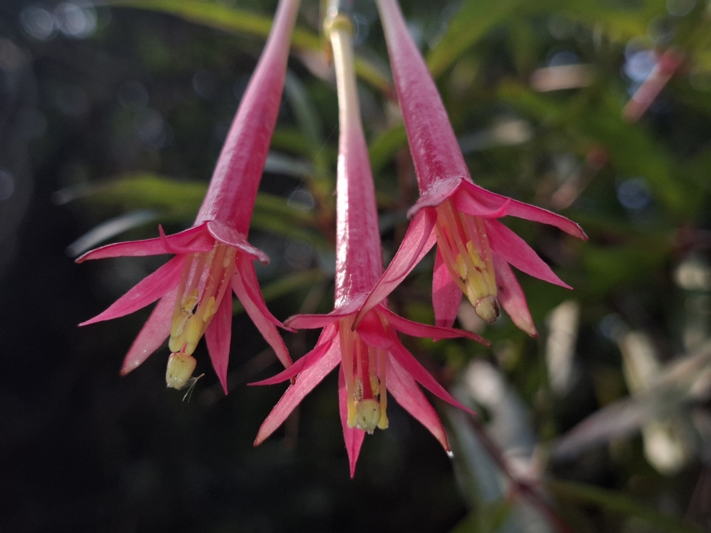 Fuchsia simplicicaulis; photograph (c) Jhon A. Yuca-Palomino, some rights reserved (CC BY)