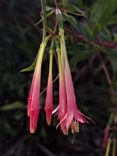 Fuchsia simplicicaulis, photograph 3