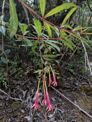 Fuchsia simplicicaulis, photograph 4