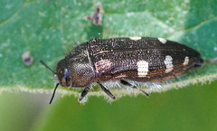 Acmaeodera prorsa