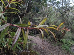 (c) Jhon A. Yuca-Palomino, some rights reserved (CC BY) Fuchsia simplicicaulis, photograph (c) Jhon A. Yuca-Palomino, some rights reserved (CC BY)