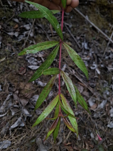 Fuchsia simplicicaulis, photograph 6