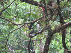 Turdus assimilis