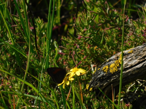 Sand-dune Widow