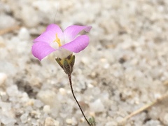 Linanthus bellus