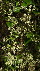 Clematis brasiliana