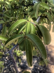 Ximenia caffra caffra