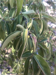 Ximenia caffra caffra