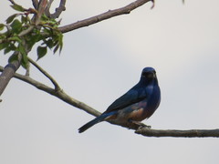 Passerina rositae