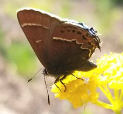 Callophrys spinetorum