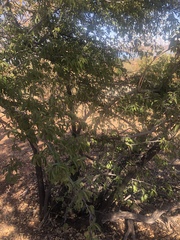 Ximenia caffra caffra