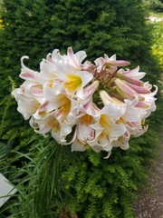Lilium regale