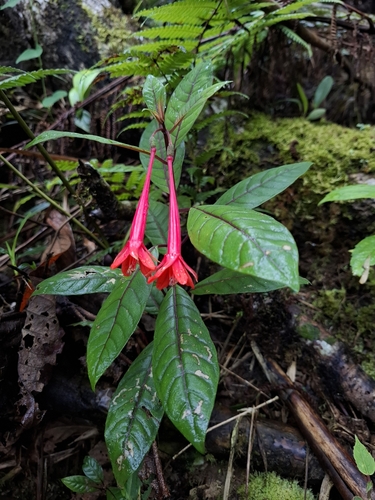 Fuchsia macropetala