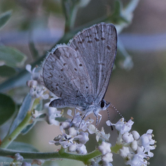 Celastrina echo cinerea