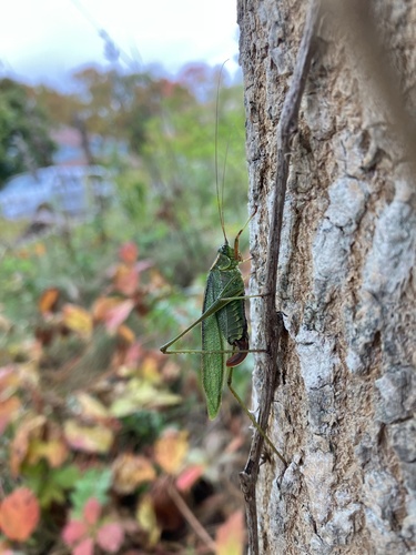 Treetop Bush Katydid photo 3