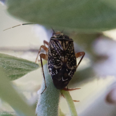 Taedia maculosa