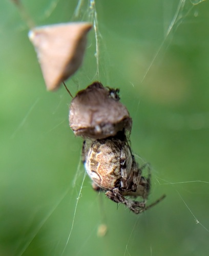 Labyrinth Orbweaver photo 6