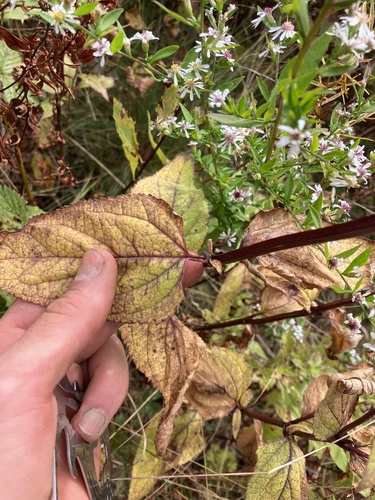 Image of Scrophularia lanceolata by no rights reserved