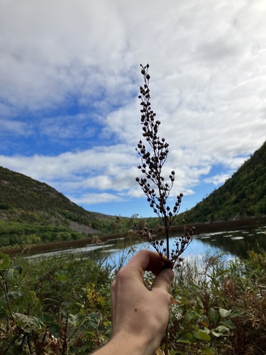 Image of Scrophularia lanceolata by no rights reserved