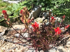 Castilleja miniata dixonii