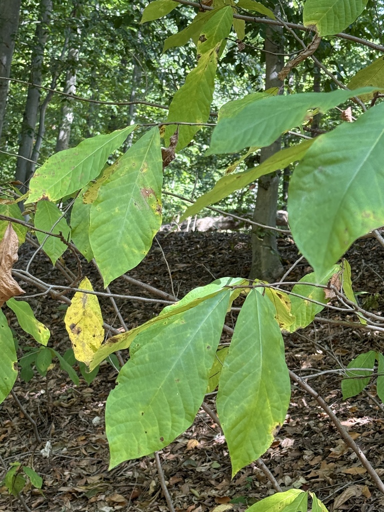 common pawpaw from Ft Foote Rd, Fort Washington, MD, US on September 21 ...
