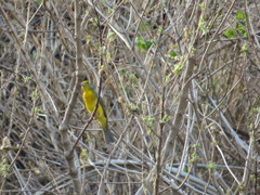 Passerina leclancherii