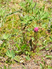 Castilleja parviflora olympica