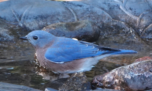 Eastern Bluebird photographed in Minnesota