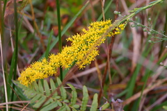 Solidago stricta