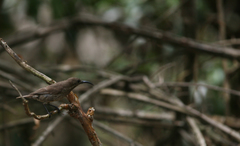 Chalcomitra senegalensis gutturalis