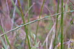 Solidago stricta, photograph (c) Bonnie Semmling, some rights reserved (CC BY)