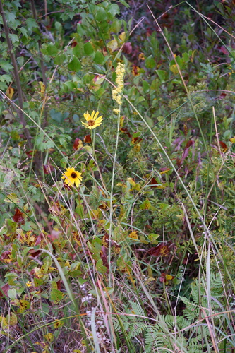 Solidago stricta, photograph 2
