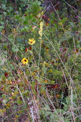 Solidago stricta, photograph (c) Bonnie Semmling, some rights reserved (CC BY)