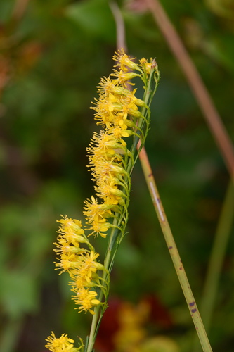 Solidago stricta, photograph 1