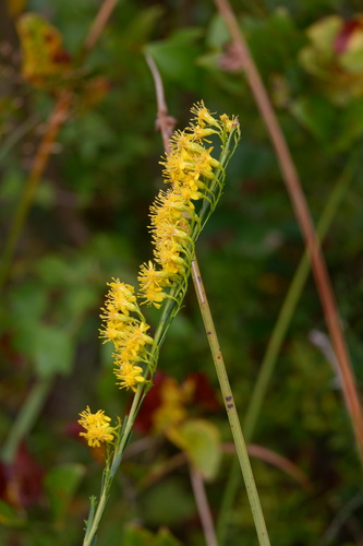 Solidago stricta, photograph 3