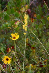 Solidago stricta, photograph (c) Bonnie Semmling, some rights reserved (CC BY)